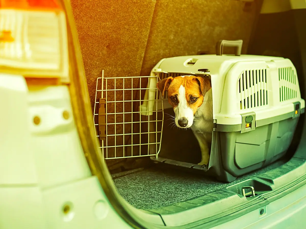 pies w transporterze w bagażniku