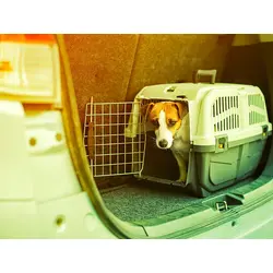 pies w transporterze w bagazniku
