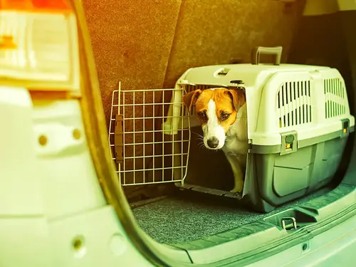 pies w transporterze w bagazniku